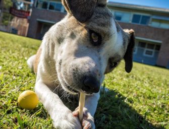 Defensores de los sin casa