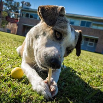 Defensores de los sin casa